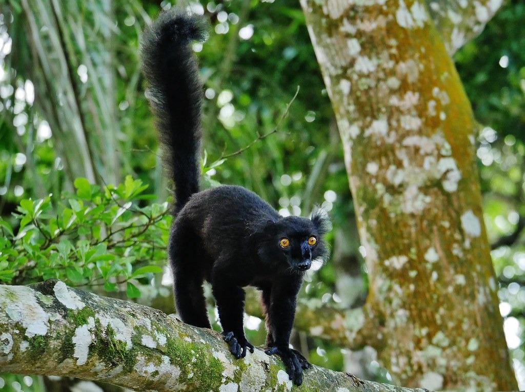 Black lemur on Nosy Komba, Madagascar