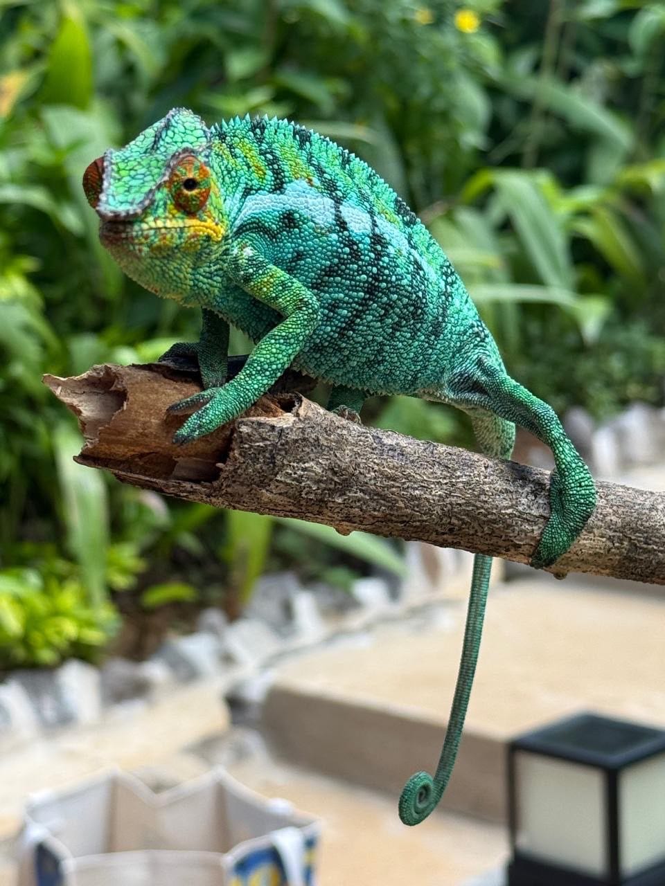 Chameleon on Nosy Sakatia Madagascar