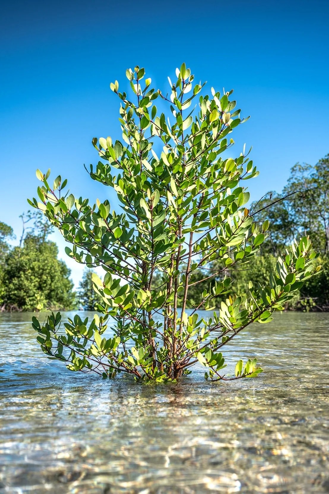 Mangrove forest on Nosy Sakatia, Madagascar