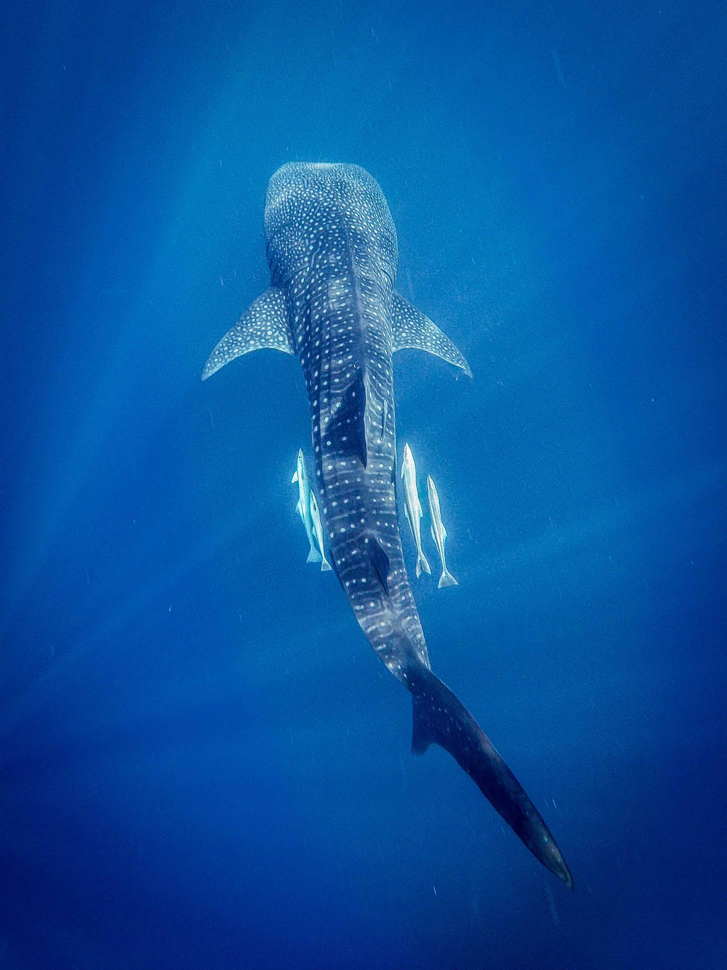 Whale shark snorkelling near Nosy Sakatia