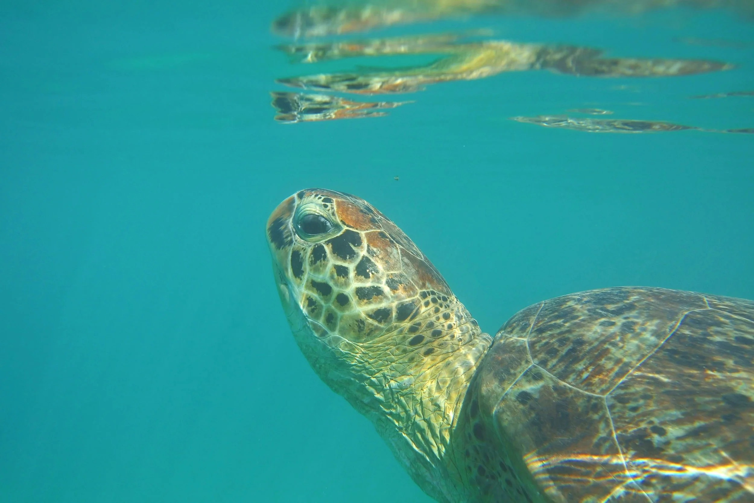 Green turtle swimming off Nosy Sakatia