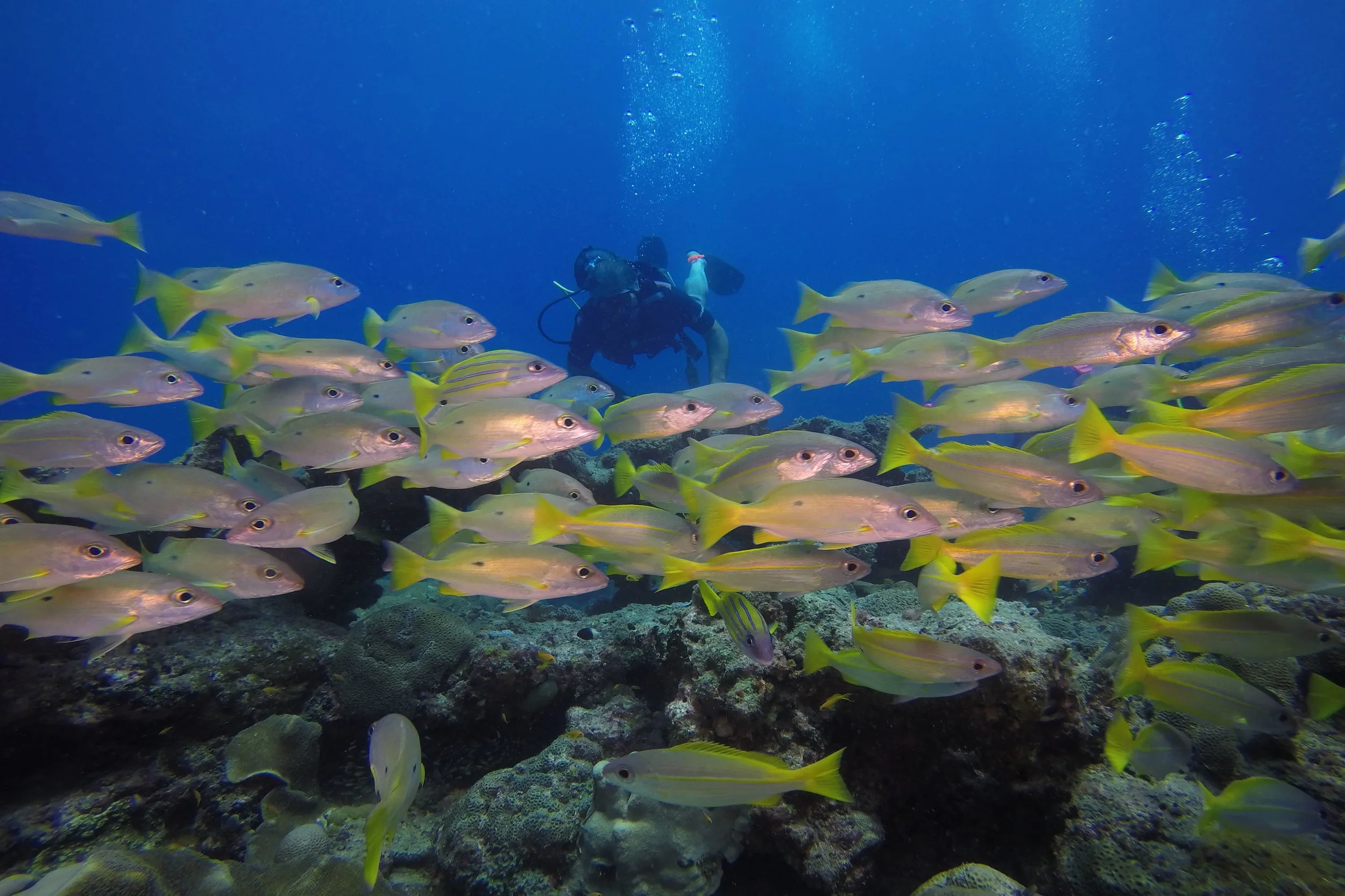 Certified Divers