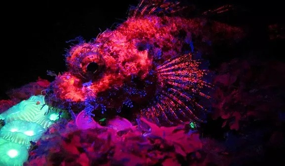 Night & Fluo
