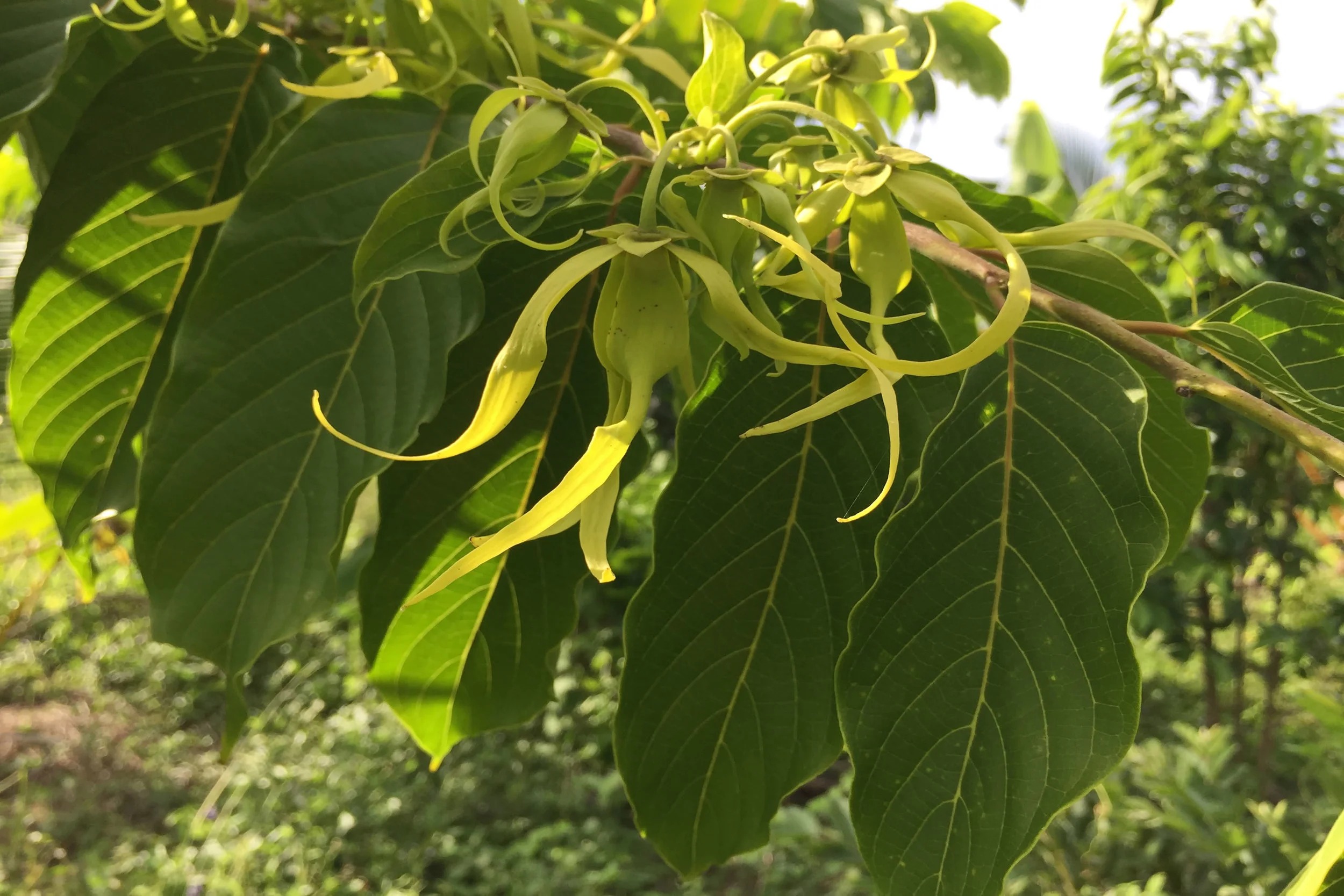 Walking through ylang-ylang on Nosy Sakatia